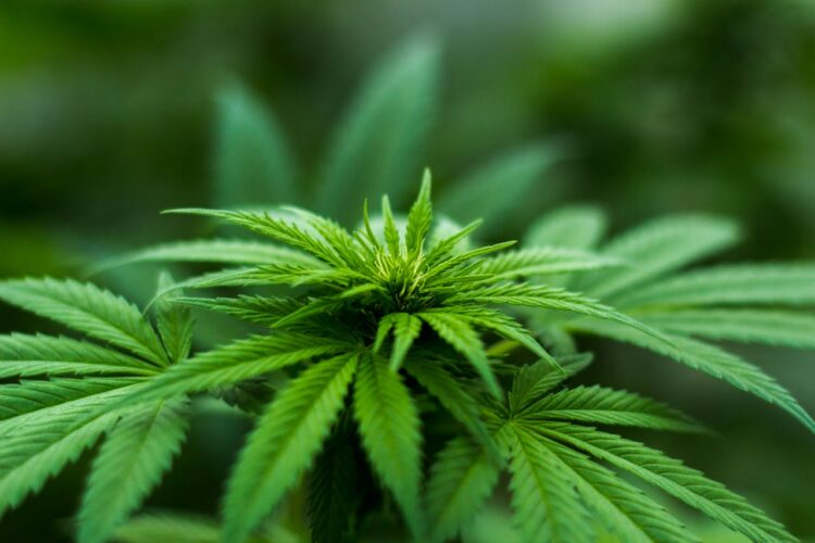How Medical Marijuana Can Help Young Adult Athletes Heal